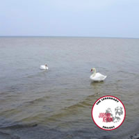 CD - the legendary jordan xeno project - swan lake